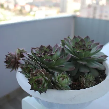Apartman Sweet Gloria *